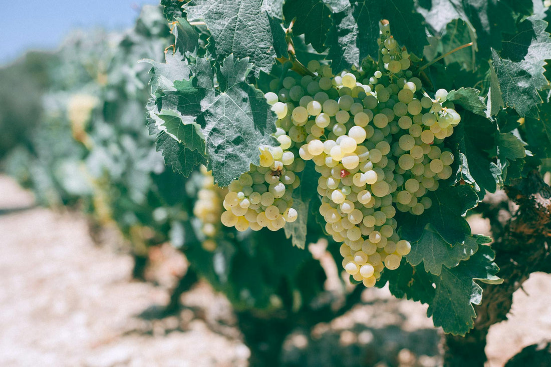 Albariño, Godello o Verdejo: ¿Cuál elegir y en qué se diferencian?